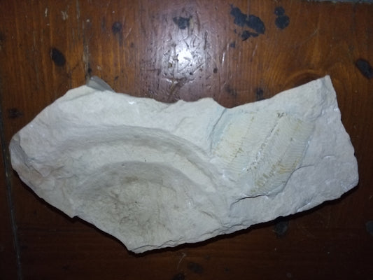 Ancient Fossil